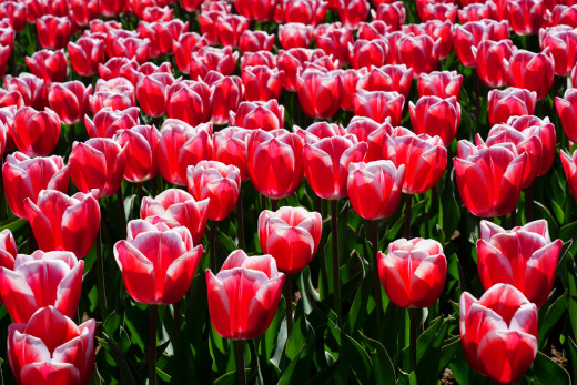 1679026 (a): :2250x1500